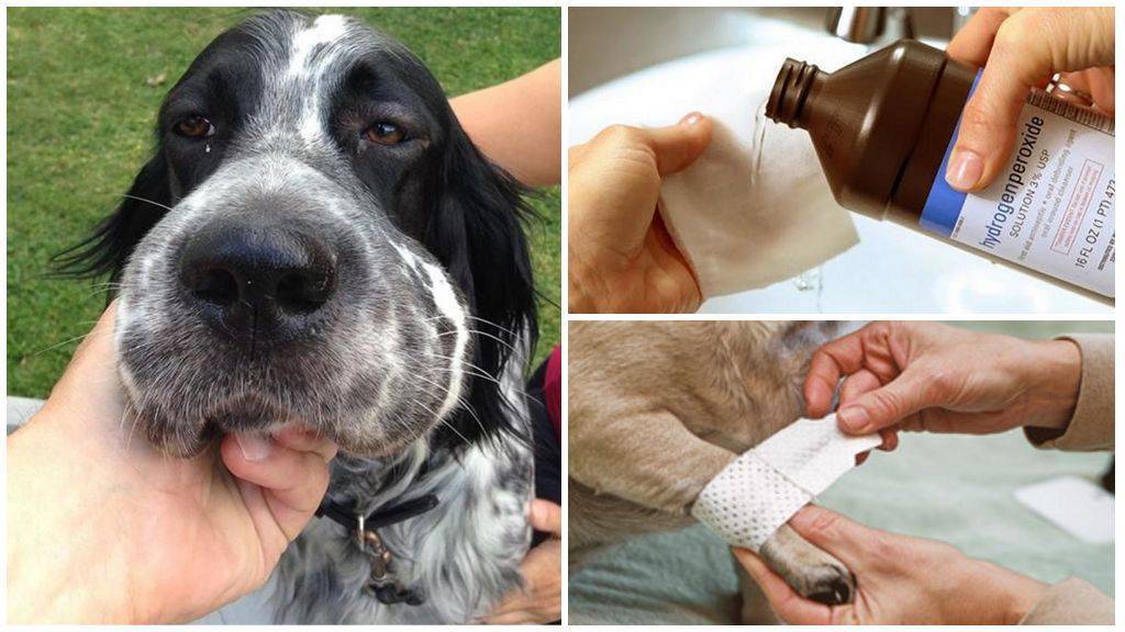 Что делать, если собаку укусила оса: первая помощь для домашнего питомца