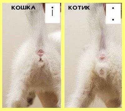 Основные отличия мордочек кошек и котов: как самостоятельно отличать пол