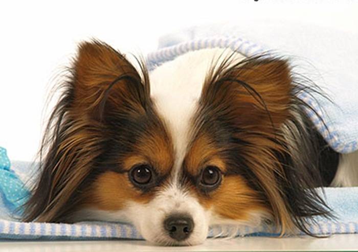 Добрые породы собак: топ-10 с фотографиями и названиями