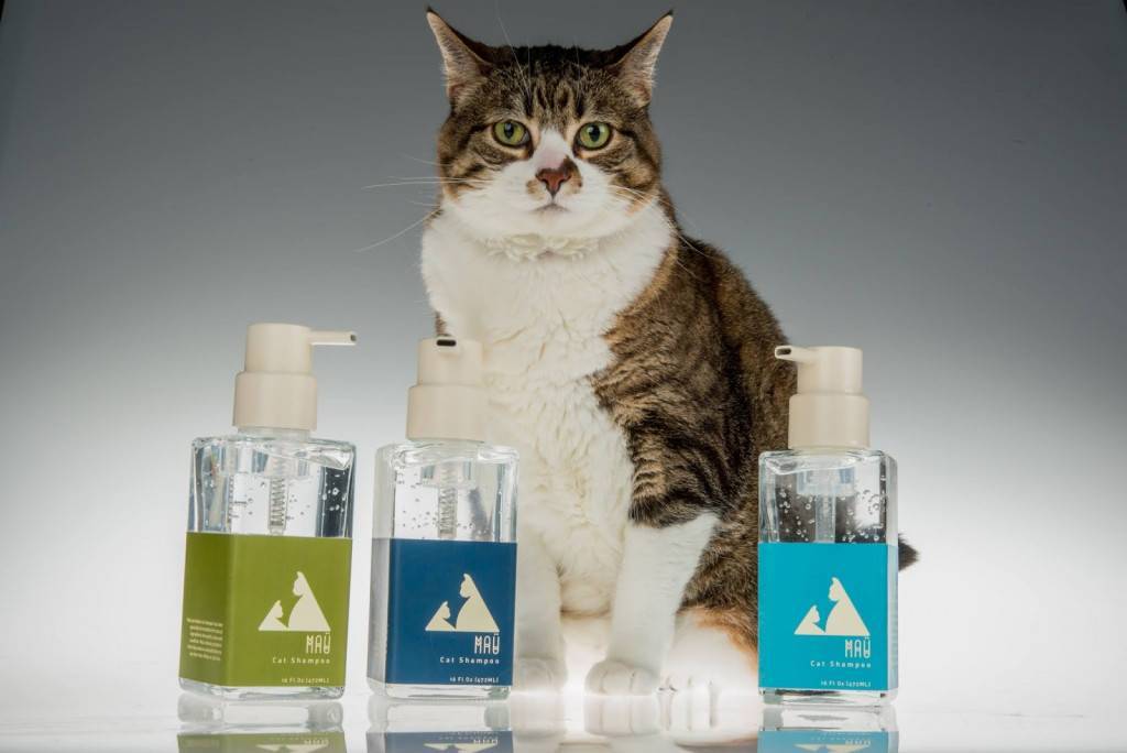 6 лучших шампуней для кошек