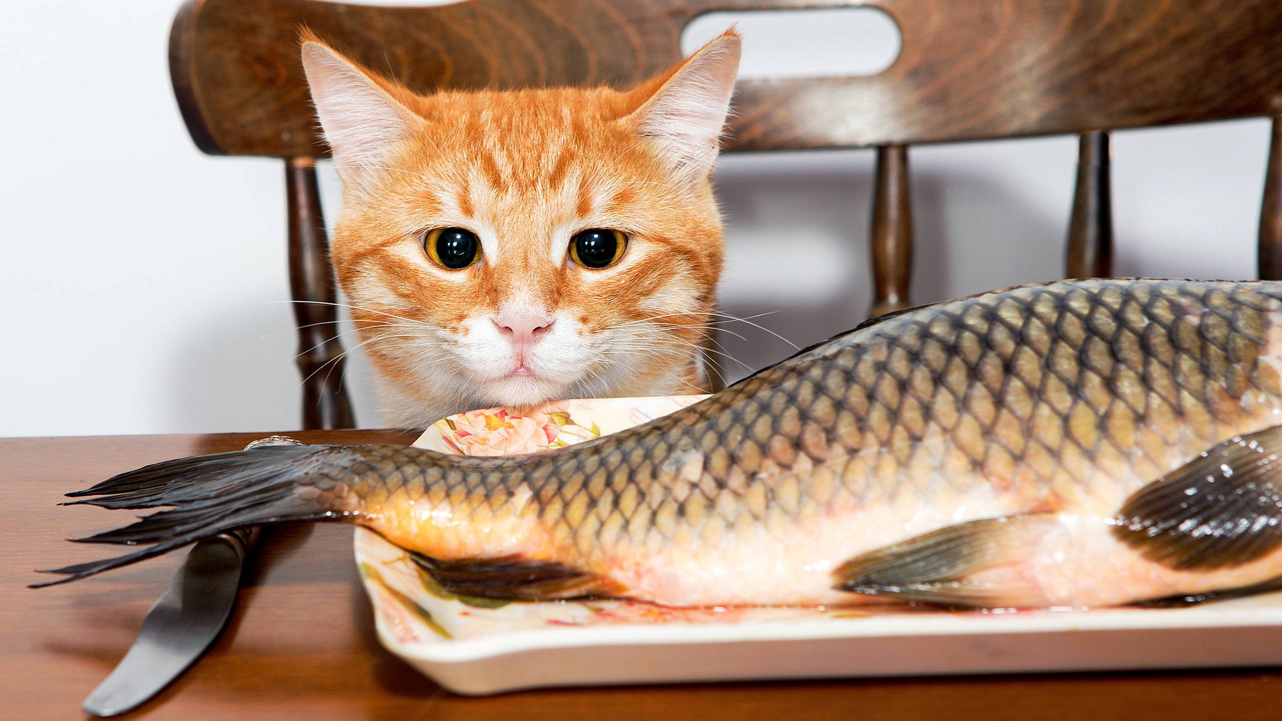 Сухой и влажный корм для кошек: из чего делают кошачий корм и вреден ли он? лучший корм для кошки