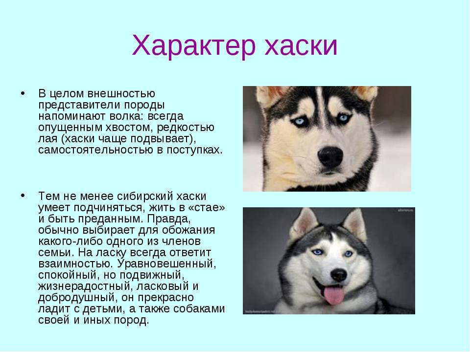 Сибирский хаски: описание породы, характер, уход, фото и отзывы владельцев