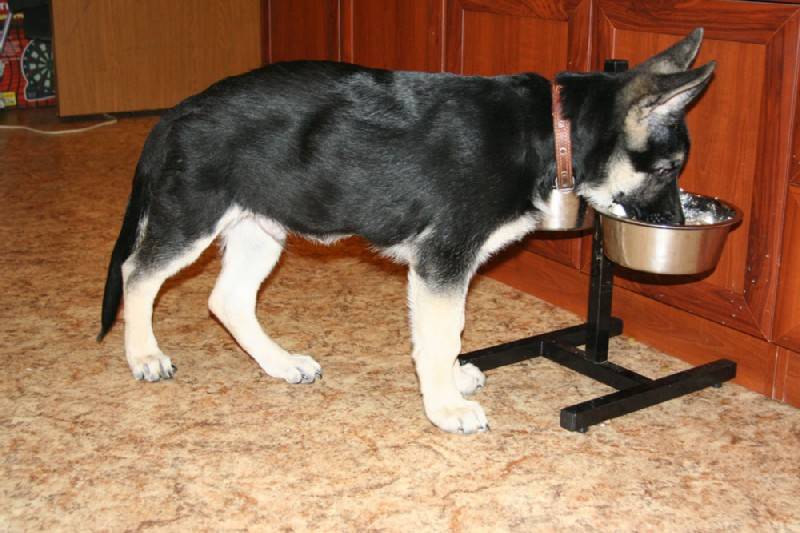 Немецкая овчарка в 3 месяца: кормление и рацион питания щенка, каким должен быть вес, а также воспитание и обучение питомца
