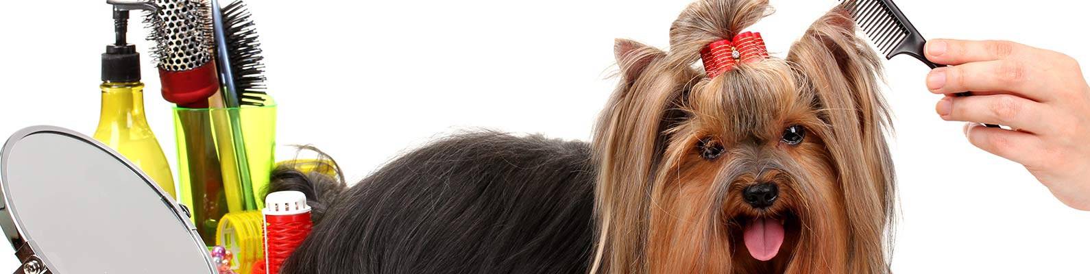 Стрижка собак: зачем она нужна, профессиональный груминг и домашняя стрижка