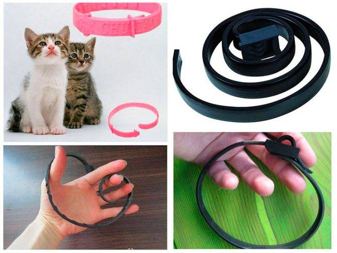 Попоны для кошек: виды, выбор и использование