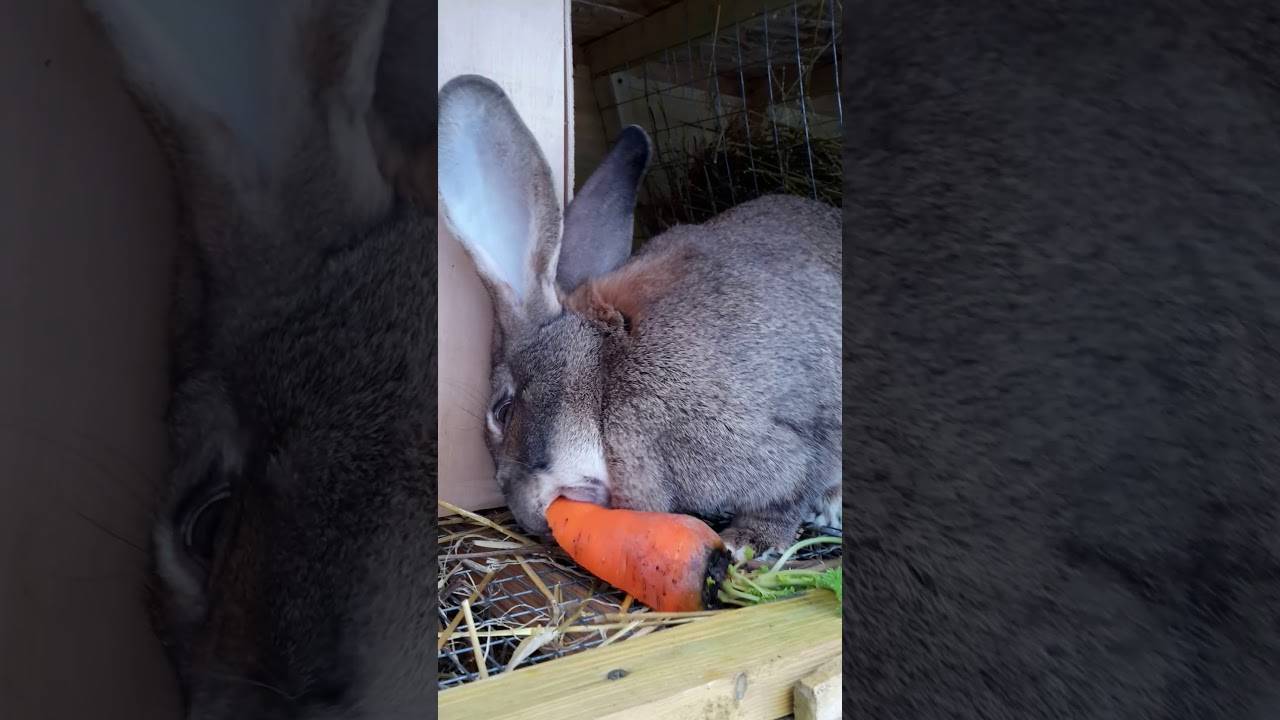 Почему крольчиха съедает своих крольчат: 5 причин и что делать - kotiko.ru