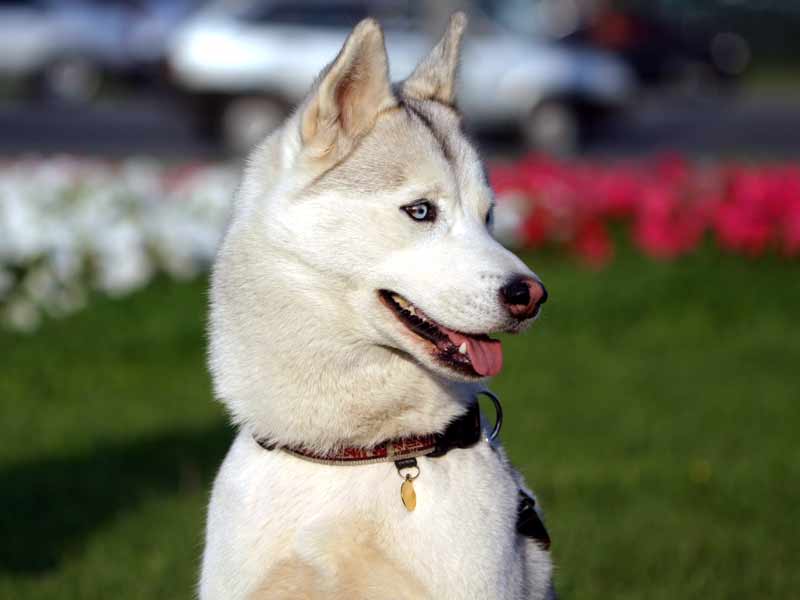 Шпицеобразные, примитивные собаки: описание, популярные породы