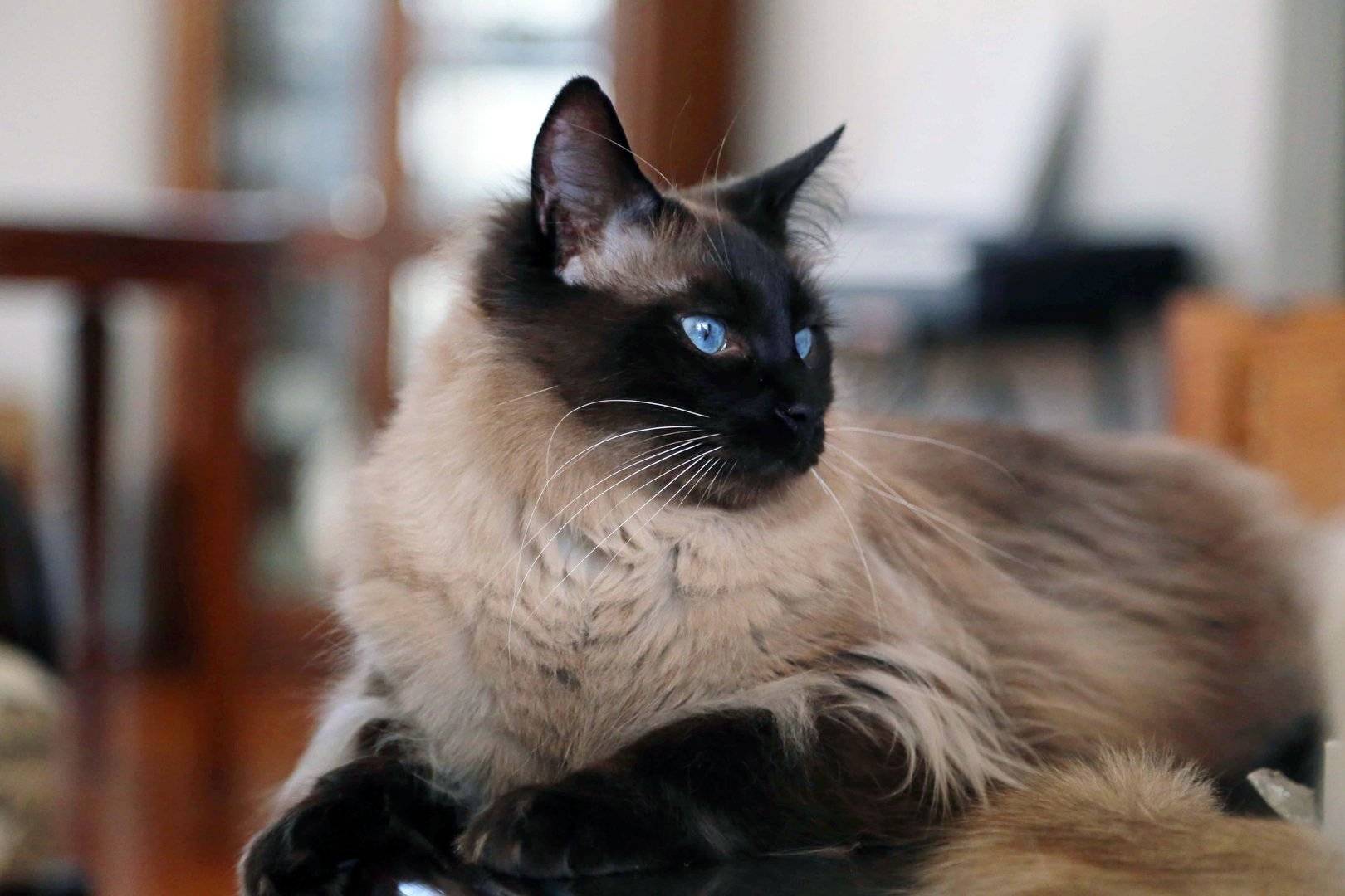 Балинезийская кошка (балинез): фото и цена, внешний вид и характер породы