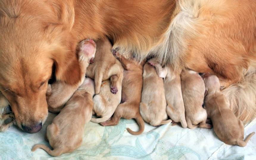 Беременность у собак: признаки, диагностика, сколько длится и как протекает у питомцев