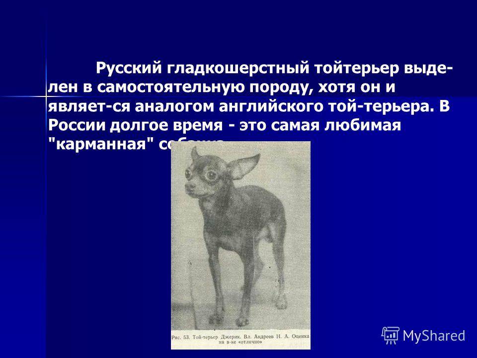 Русский той-терьер: все о собаке, фото, описание породы, характер, цена