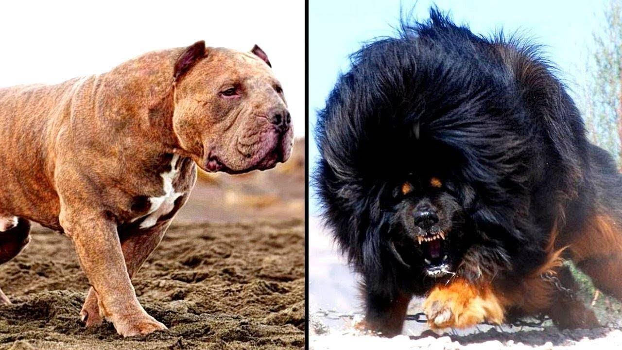 Топ-10 самых опасных собак в мире: перечень и описание пород