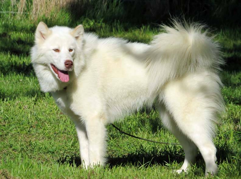 Wikizero - канадская эскимосская собака