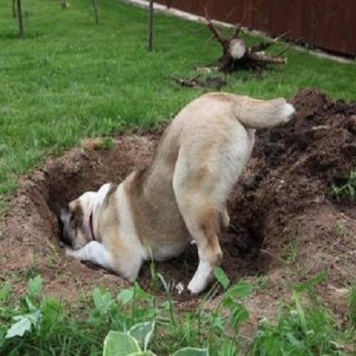 Как отучить собаку копать ямы во дворе: 12 простых решений