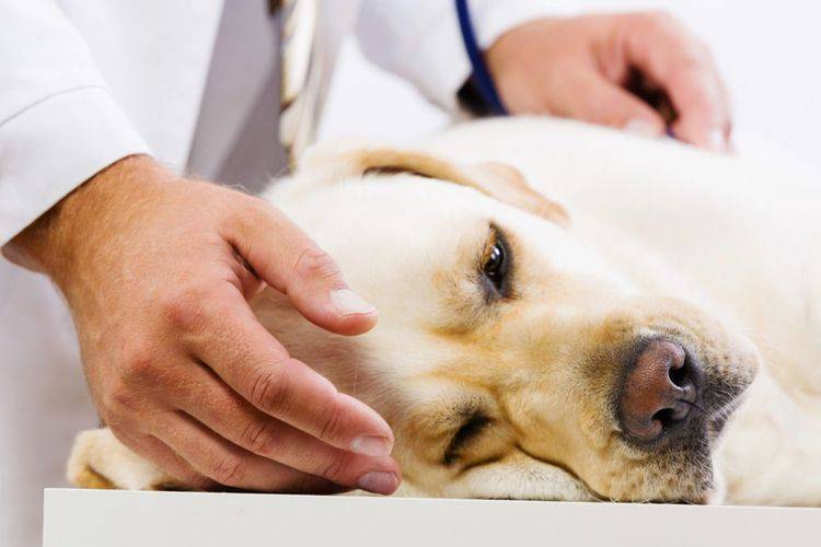 Воспалительные заболевания центральной нервной системы у собак. ветеринарная клиника "зоостатус"