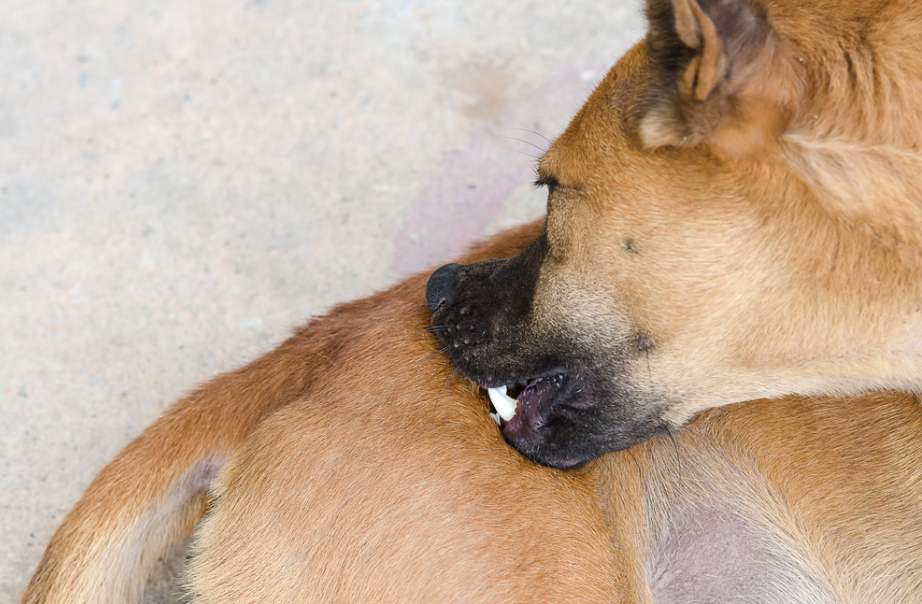 Что делать, если собака грызет свой хвост до крови? ответ на вопрос