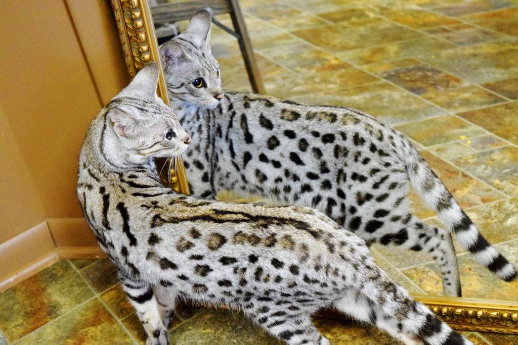 Самые дорогие кошки  топ 15 дорогих пород с фото