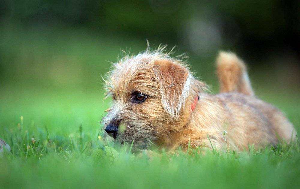 Норфолк-терьер (31 фото): описание норфолкской породы, характер щенков. содержание собак