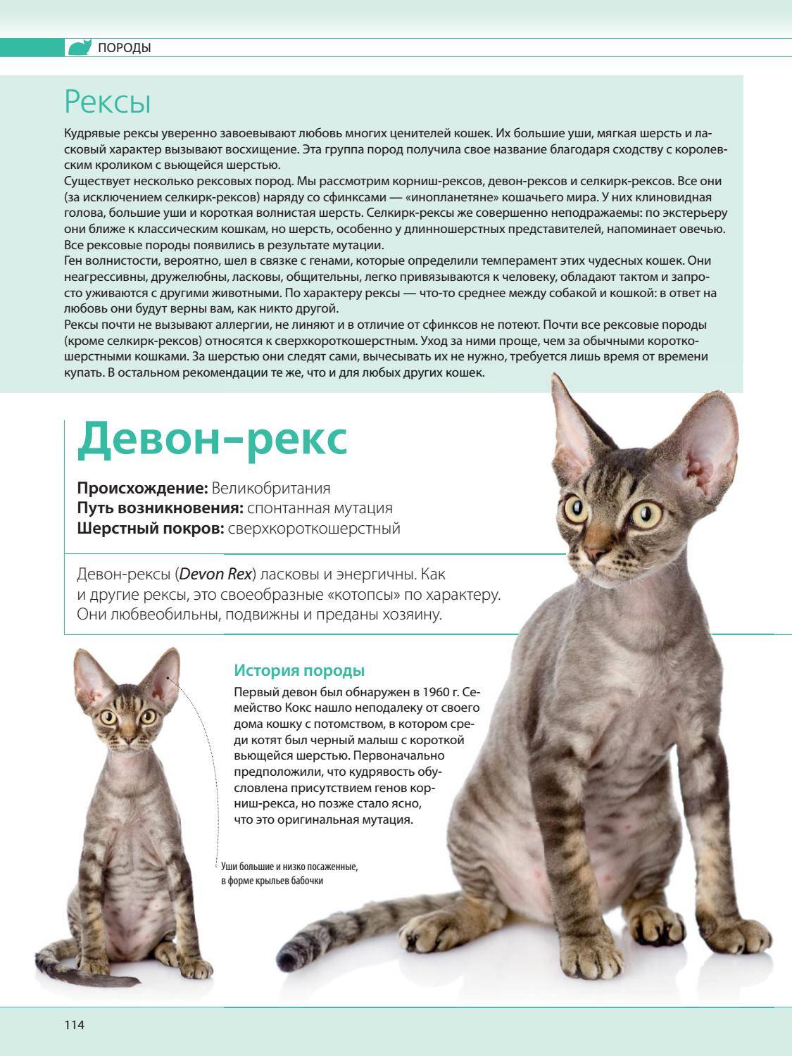 Порода кошек девон рекс: описание стандартов, характера и повадок