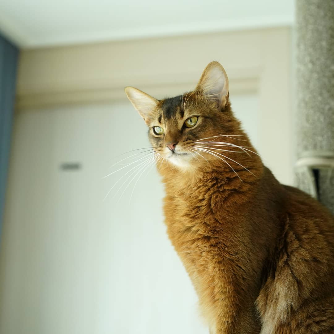 Сомалийская кошка – аристократка с лисьим хвостом