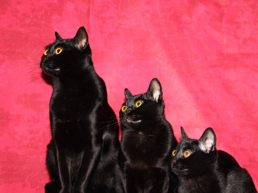 Описание внешнего вида и характера черной бомбейской кошки