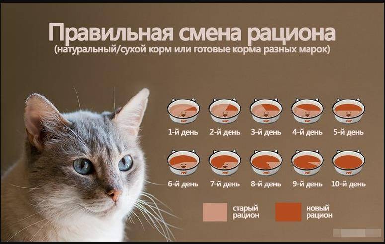 Сколько раз в день необходимо кормить кошку? как надо кормить взрослую и старую кошку или животное возрастом 1 год? особенности правильного кормления, объем в сутки