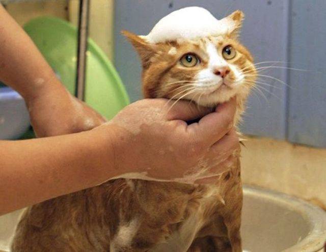 Нужно ли мыть кошек: все тонкости водной процедуры