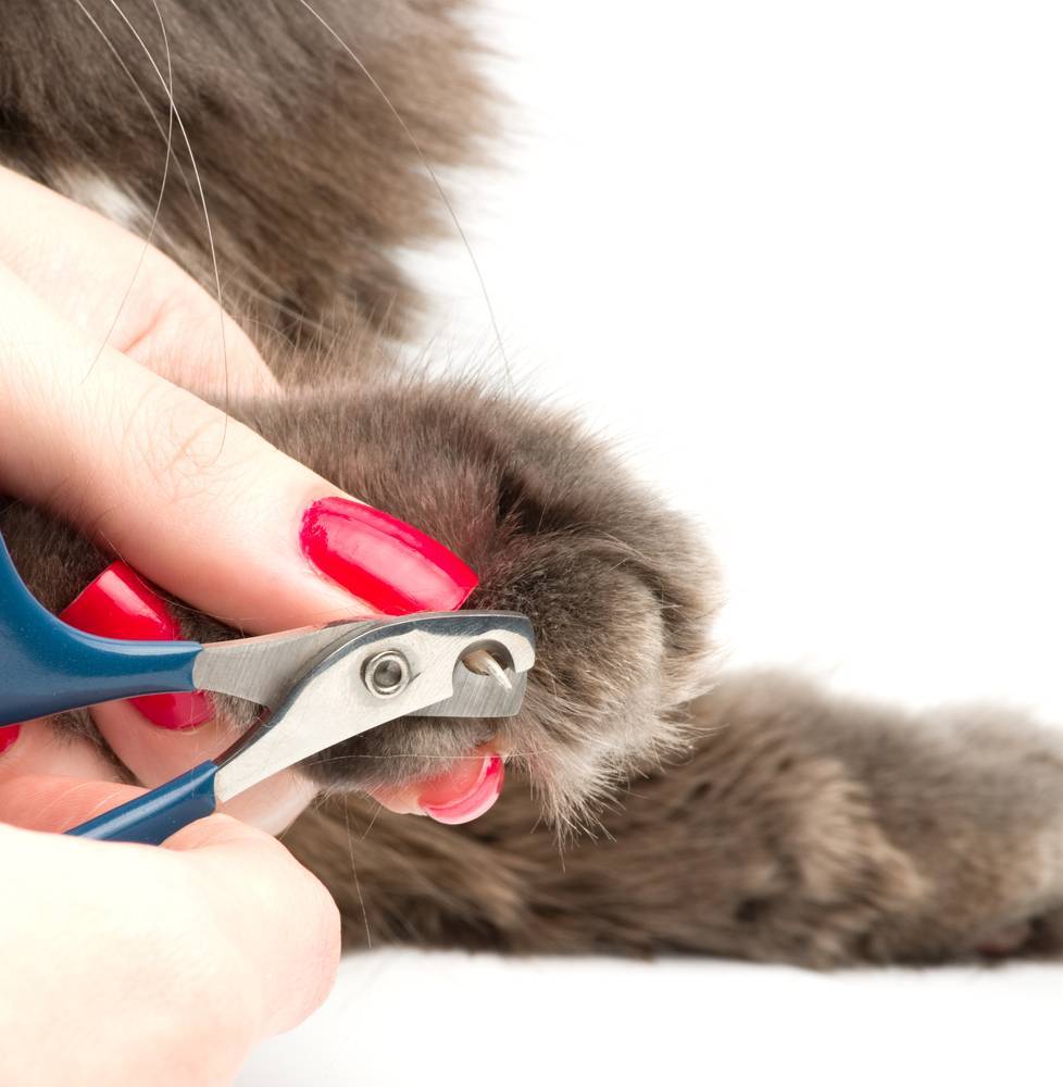 Как правильно стричь когти кошке специальными ножницами, гильотиной: нужно ли, можно и как часто, как провести процедуру?