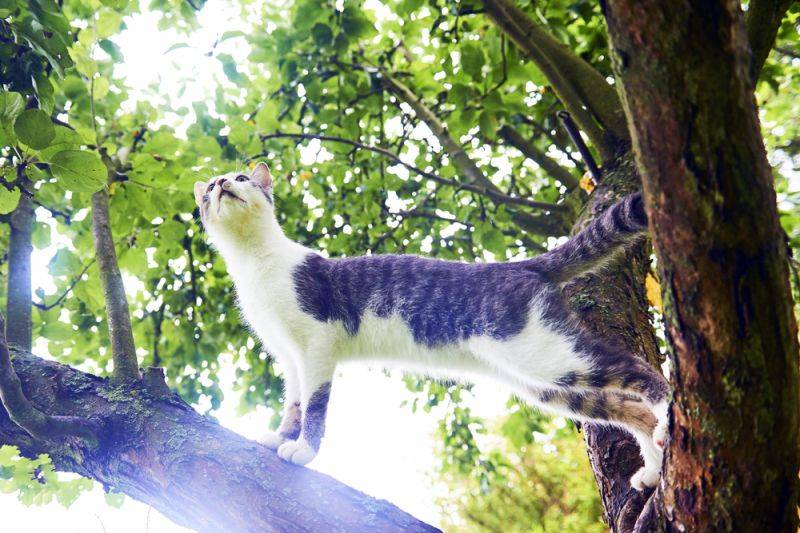 Как снять кошку с дерева: 3 рабочих способа без помощи мчс