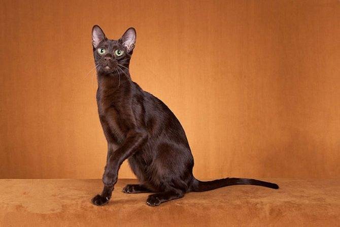 Бразильская короткошерстная кошка: описание породы с фото