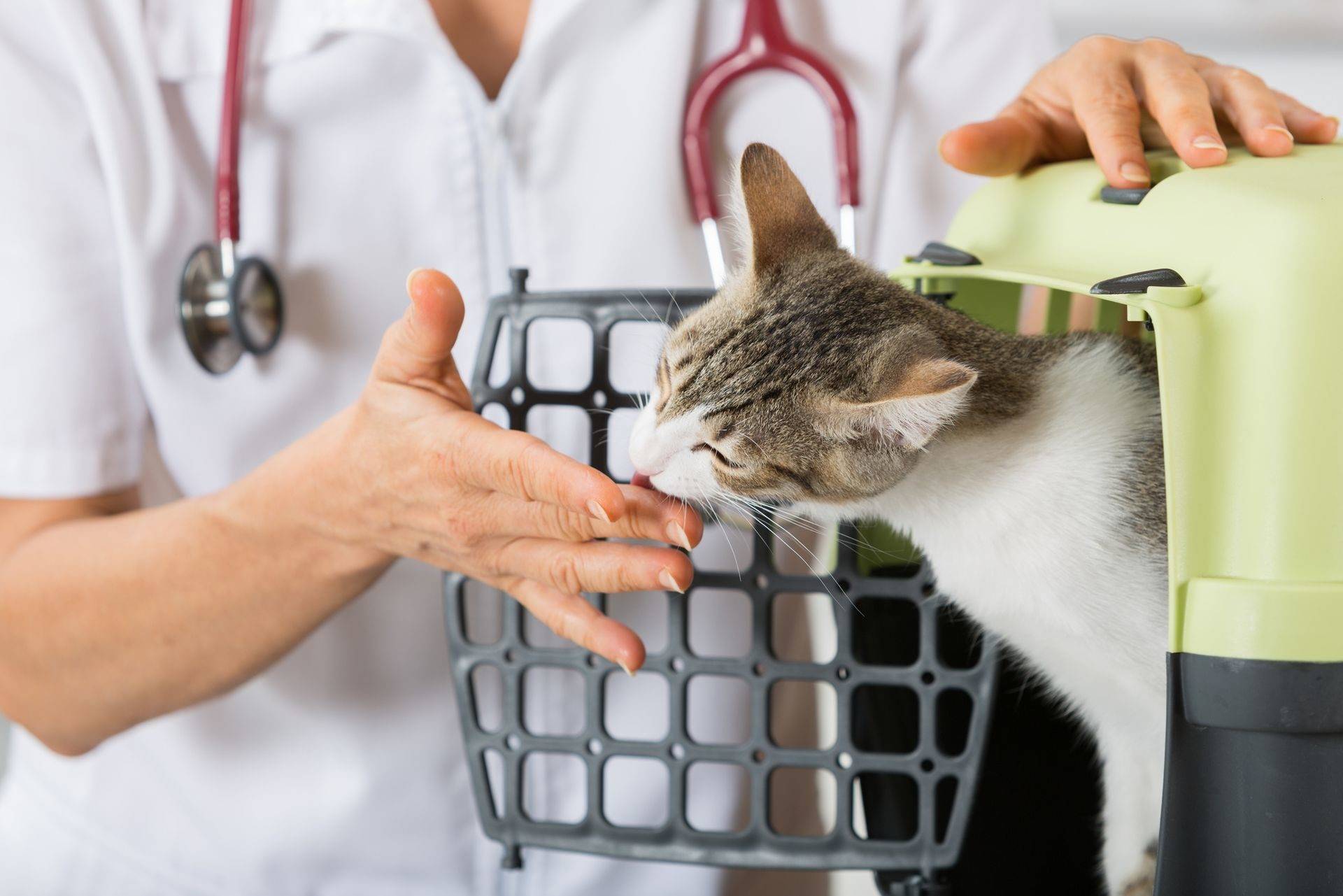 Советы ветеринаров, каким кормом кормить кошку — рейтинг + фото - знать про все