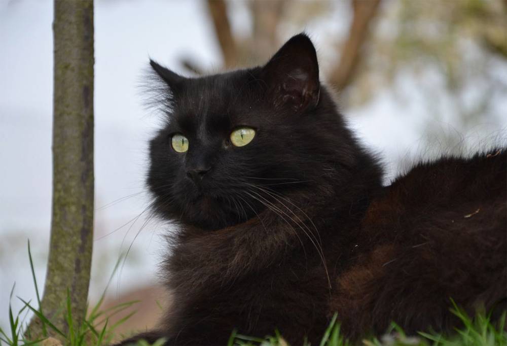 Шантильи-тиффани кошка. описание, особенности, уход и цена породы | животный мир