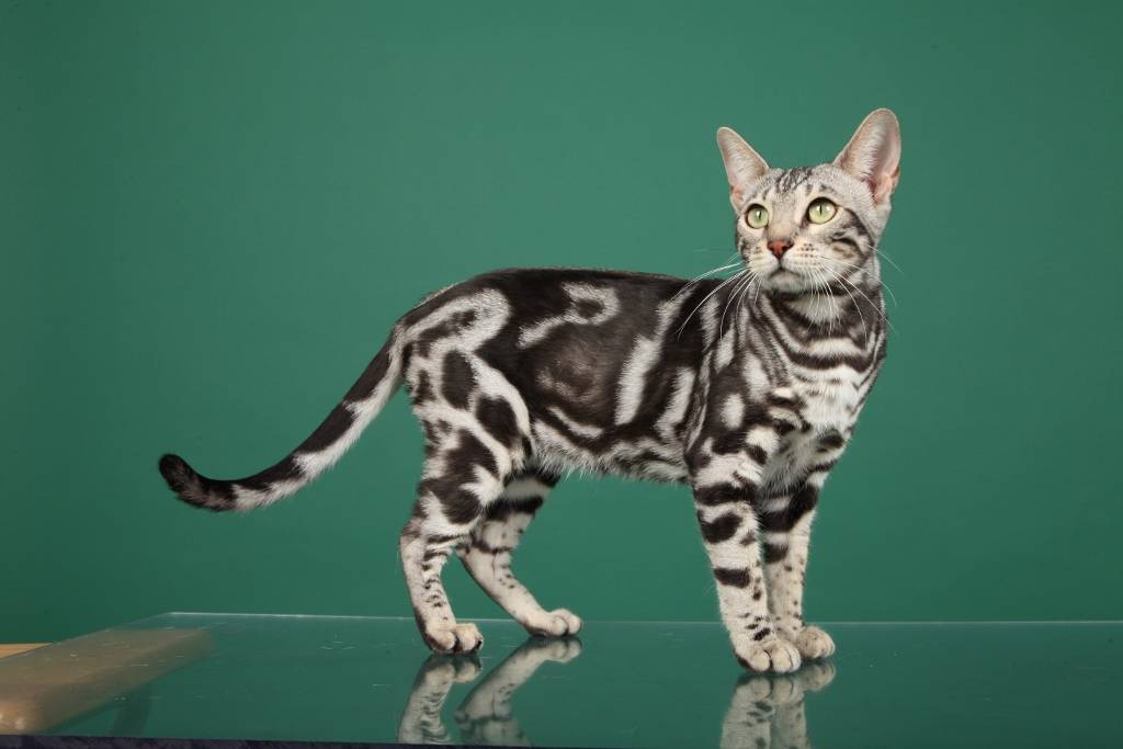 Дикие кошки: породы с фотографиями и названиями