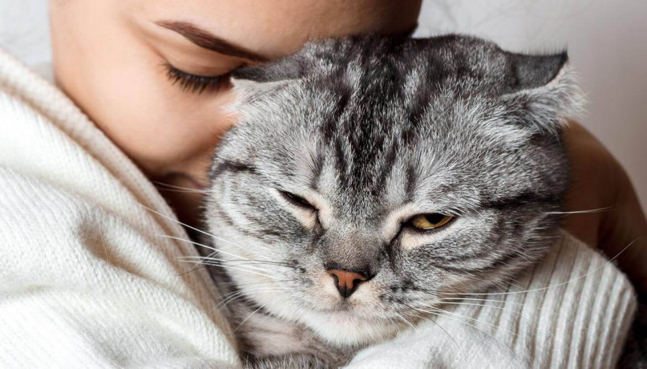 Понимают ли кошки человеческую речь: простые способы общения с питомцем