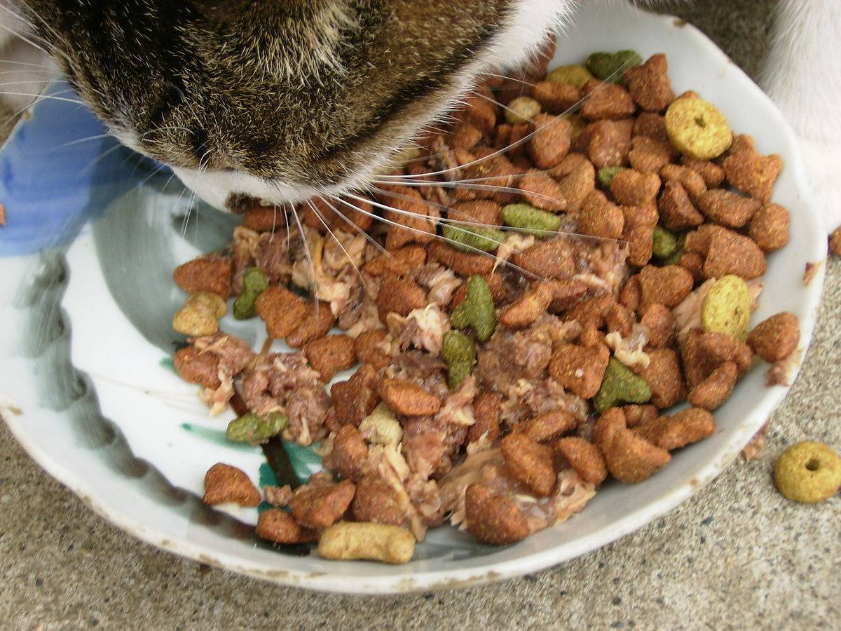 Что будет, если мы кормим кошку разными сухими кормами?