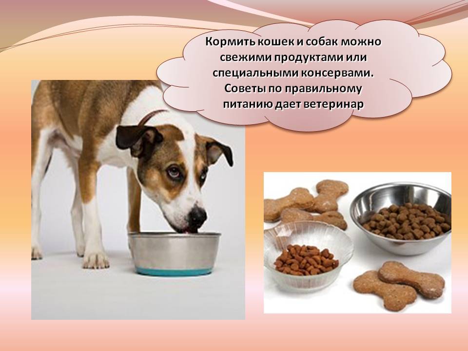 Режим кормления собак: сколько раз в день и как часто нужно кормить взрослую и маленькую собаку