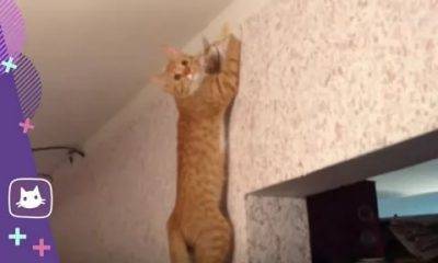 Как отучить кота драть мебель, диваны, обои, стены