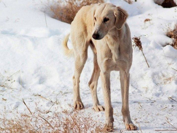Порода собак тазы: описание, характеристика, отзывы и интересные факты. тазы (казахская борзая)