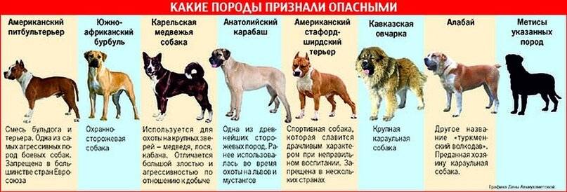 Рейтинг самых злых собак, собранный со всего мира