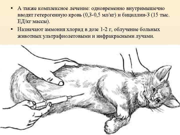 Можно коту ношпу. Укол кошке внутримышечно схема. Укол кошке в холку схема. Укол в холку подкожно коту. Укол собаке подкожно в холку.