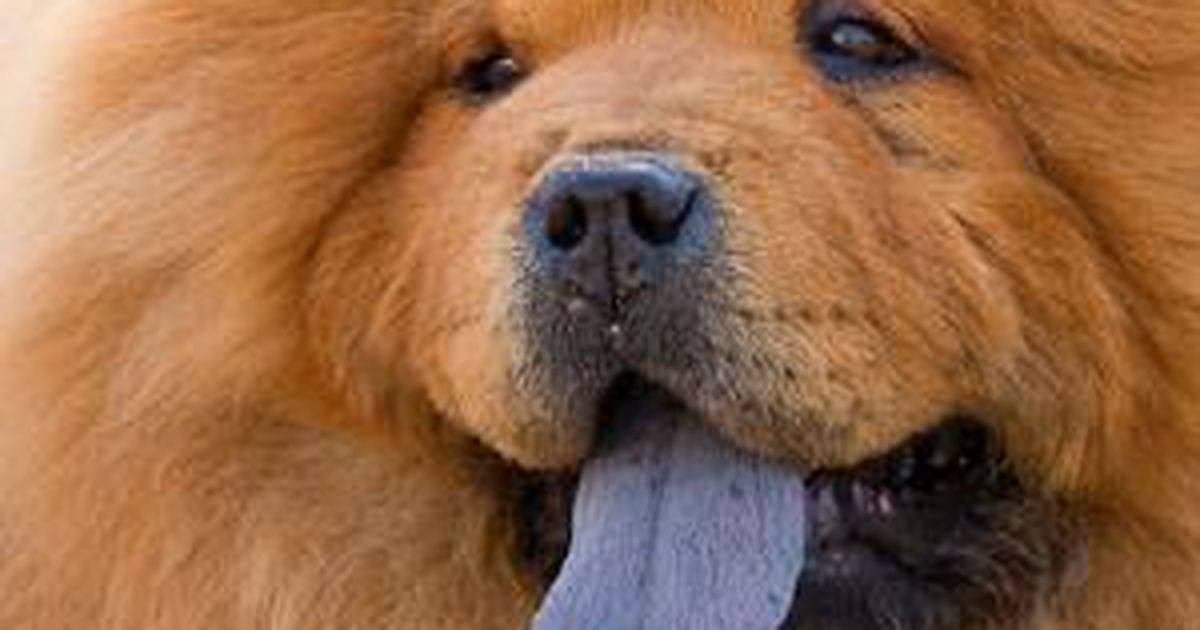 Собака с синим языком: как называется порода | фото