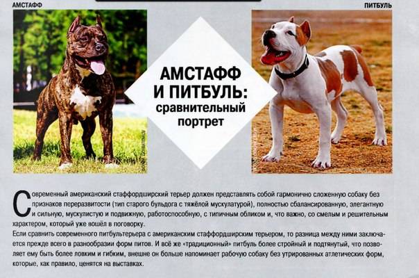 Бедлингтон терьер собака. описание, особенности, уход и цена за породой | sobakagav.ru