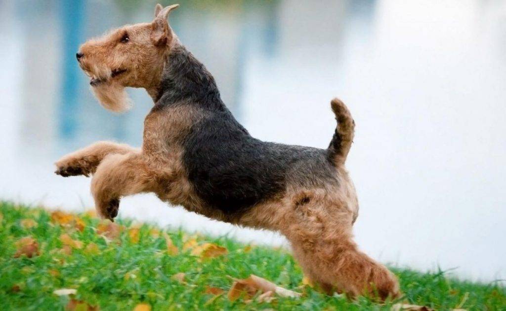 Порода вельштерьер: фото, видео, описание собак и их щенков, характер и советы по уходу
