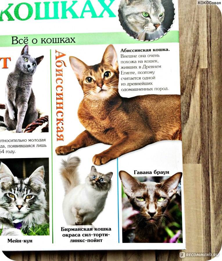 Породы вислоухих кошек. особенности видов, окраса. отличия по шерсти, ушам. внешность, характер, заболевания. стоимость котенка.
