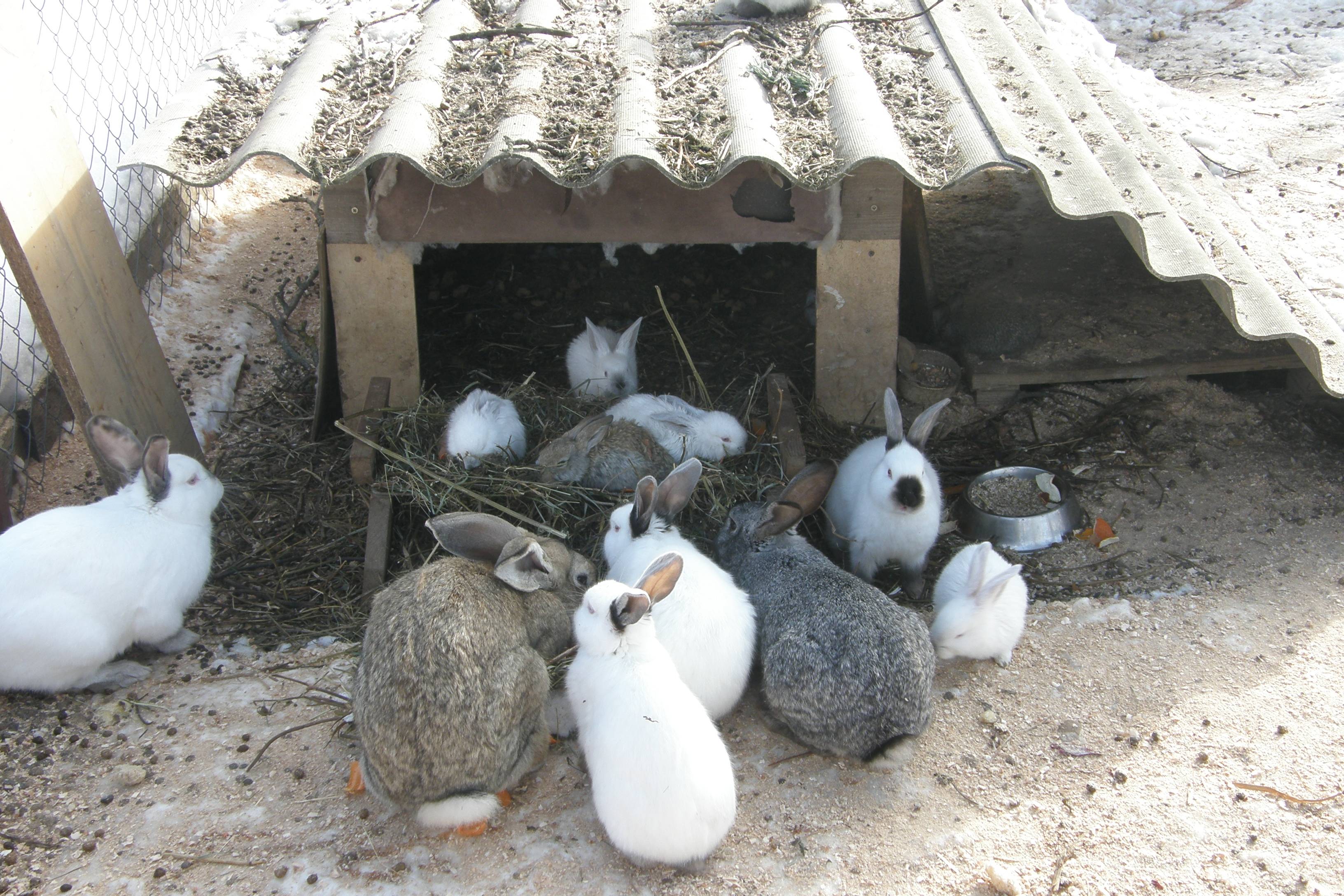 Зимнее содержание кроликов на улице