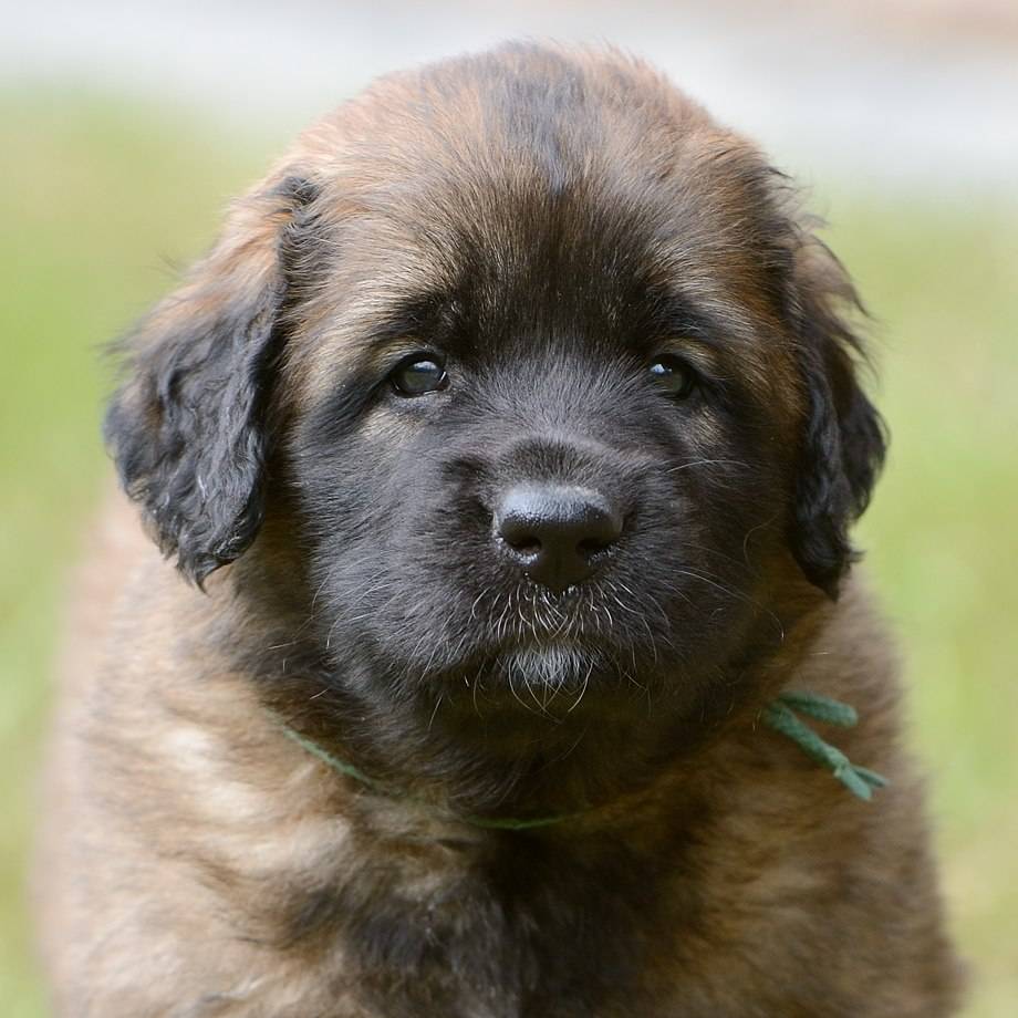 Леонбергер собака: описание породы, фото, цена, продолжительность жизни, внешний вид, окрас, щенки