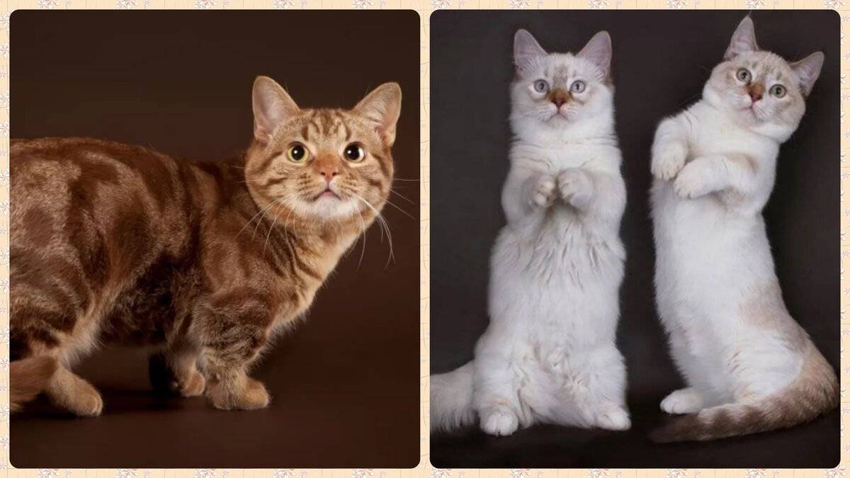 Самые умные породы домашних кошек (список), особенности и критерии оценки интеллектуальных способностей животного, фото