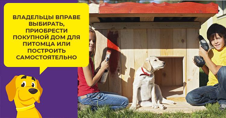 Может ли лабрадор жить на улице зимой: особенности содержания