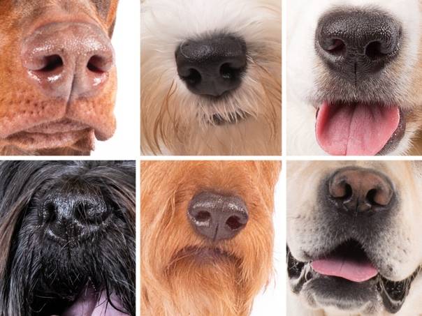 Какой нос должен быть у здоровой собаки: мокрый или сухой