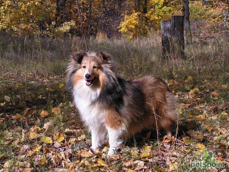 Шетландская овчарка (шелти) — собака-нянька