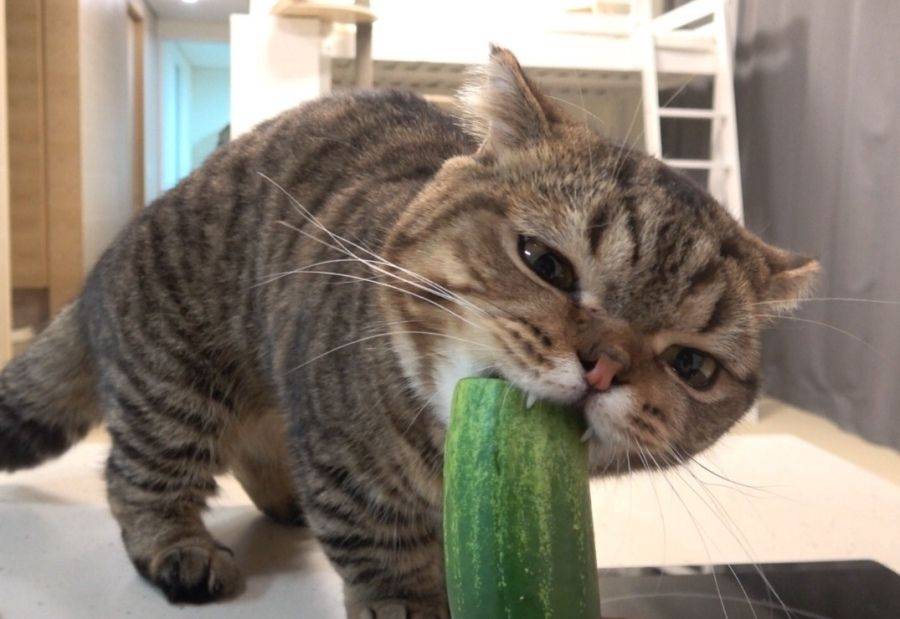 Почему несовместимы кошки и огурцы: причины сильной боязни овоща у котов